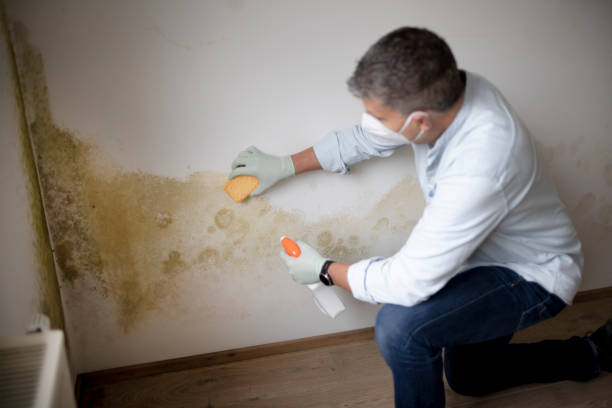  Westhampton, NY Mold Removal Pros