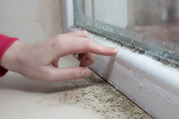 Best Mold Odor Removal Services  in Westhampton, NY